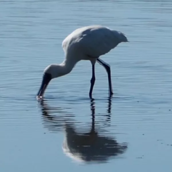 fishing bird